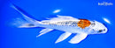 7.75" GINRIN KUJAKU BUTTERFLY
