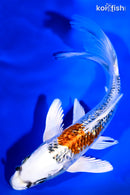 7.75" GINRIN KUJAKU BUTTERFLY
