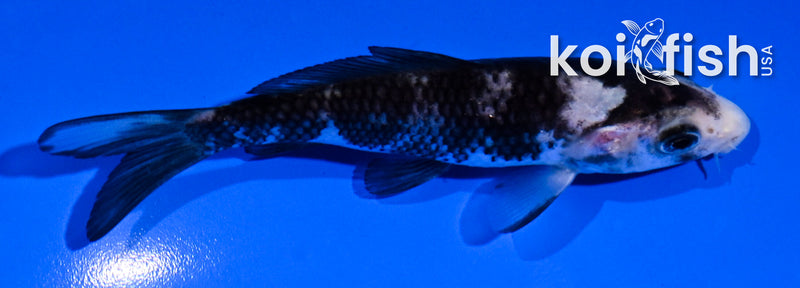 4" MATSUKAWABAKE