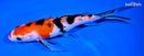 7.75" SANKE BUTTERFLY