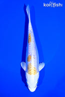 6.5" DOITSU LEMON HARIWAKE