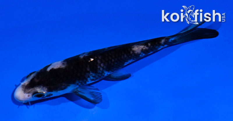 4" MATSUKAWABAKE