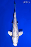 6.5" DOITSU PLATINUM OGON