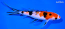 7.75" SANKE BUTTERFLY