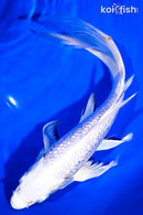 10" GINRIN PLATINUM OGON BUTTERFLY