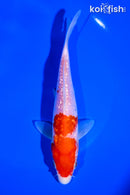 6.25" GINRIN KOHAKU