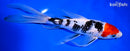 9.5" SANKE BUTTERFLY