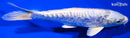 6.5" DOITSU PLATINUM OGON