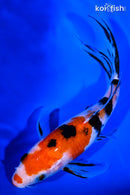 7.75" SANKE BUTTERFLY