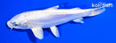 6.5"  DOITSU PLATINUM OGON