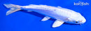 6.5"  DOITSU PLATINUM OGON