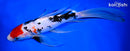 9.5" SANKE BUTTERFLY