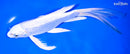 8.75" GINRIN PLATINUM OGON BUTTERFLY