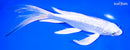 8.75" GINRIN PLATINUM OGON BUTTERFLY