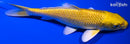 6" YAMABUKI OGON