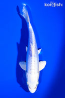 6.5"  DOITSU PLATINUM OGON