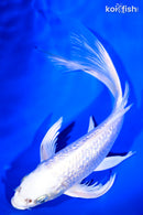 8.75" GINRIN PLATINUM OGON BUTTERFLY