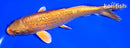 6.5" GINRIN ORENJI OGON
