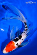 9.5" SANKE BUTTERFLY