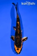 6.25" BENI KIKOKURYU
