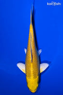 6" YAMABUKI OGON