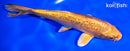 6.5" GINRIN ORENJI OGON