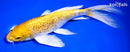 9.25" GINRIN LEMON HARIWAKE BUTTERFLY