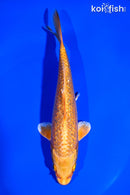 6.5" GINRIN ORENJI OGON