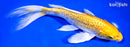 9.25" GINRIN LEMON HARIWAKE BUTTERFLY
