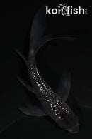 4.5" GINRIN OCHIBA SHIGURE BUTTERFLY