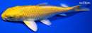 6" YAMABUKI OGON