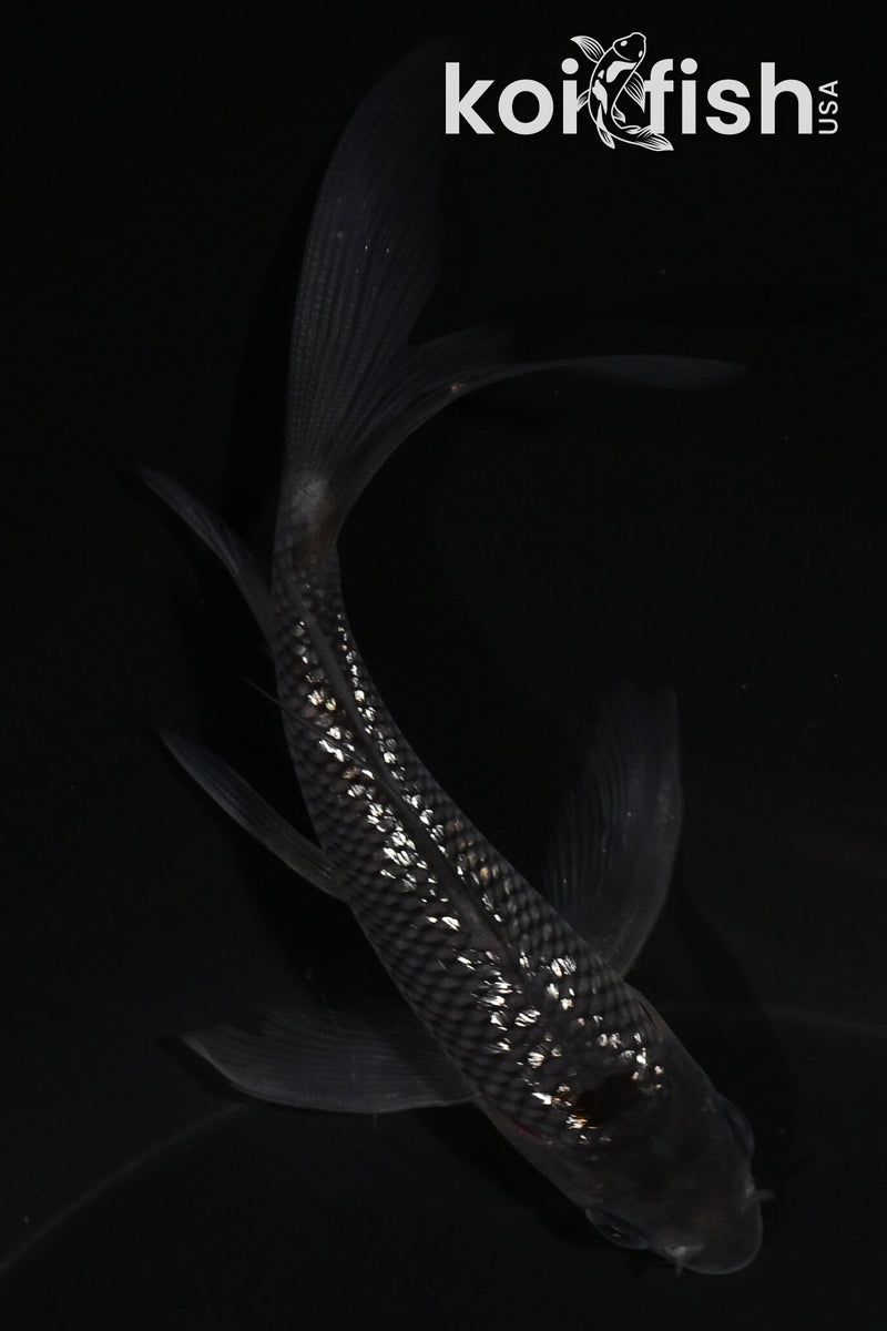 4.5" GINRIN OCHIBA SHIGURE BUTTERFLY