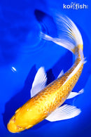 9.25" GINRIN LEMON HARIWAKE BUTTERFLY