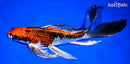 9.5" KUJAKU BUTTERFLY