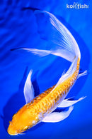 8.5" KIKUSUI BUTTERFLY