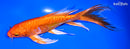 8.25" DOITSU ORENJI OGON BUTTERFLY