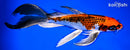 9.5" KUJAKU BUTTERFLY