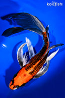 9.5" KUJAKU BUTTERFLY