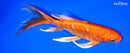 8.25" DOITSU ORENJI OGON BUTTERFLY