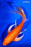 8.25" DOITSU ORENJI OGON BUTTERFLY
