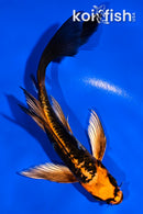 5.5' ARAGOKE BENI KIKOKURYU BUTTERFLY