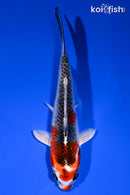 5.75" KUJAKU
