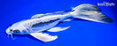 10" GINRIN KIKOKURYU BUTTERFLY