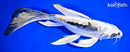 10" GINRIN KIKOKURYU BUTTERFLY