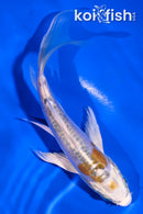 5" DOITSU KUJAKU BUTTERFLY