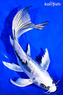 10" GINRIN KIKOKURYU BUTTERFLY