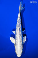 7.75" DOITSU PLATINUM OGON