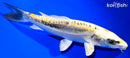6.5" KIN KIKOKURYU