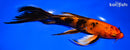 9.5" KIN HI UTSURI BUTTERFLY