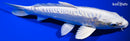 7.75" DOITSU PLATINUM OGON